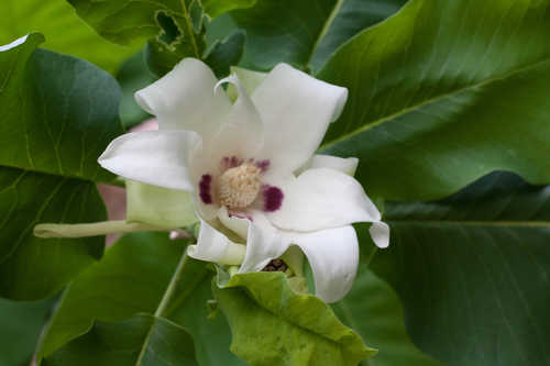 Magnolia ashei #4